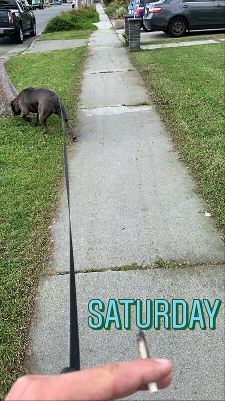 Joe D Marinez Pets (11)