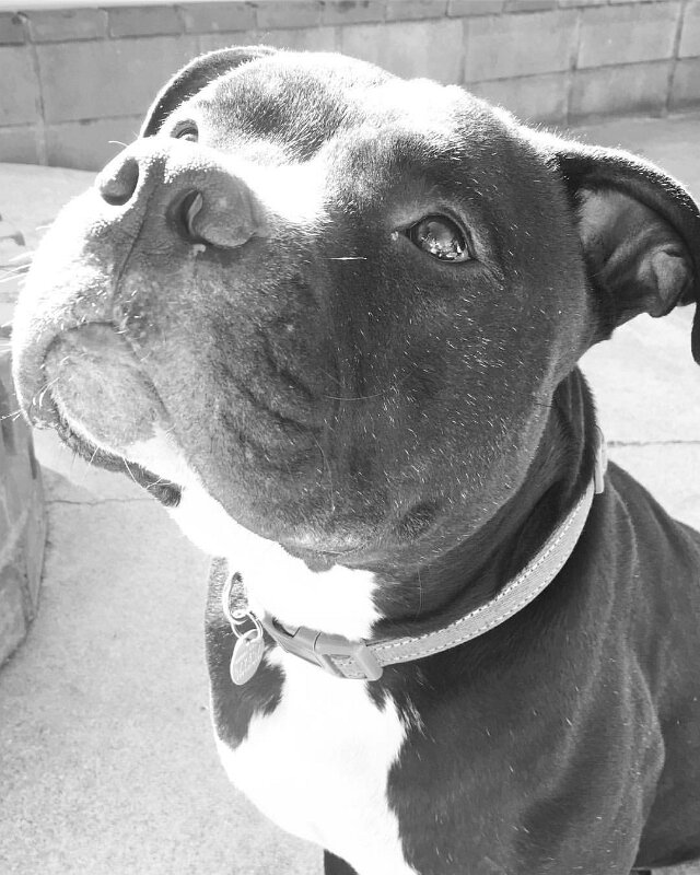 Joe D Marinez Pets (16)