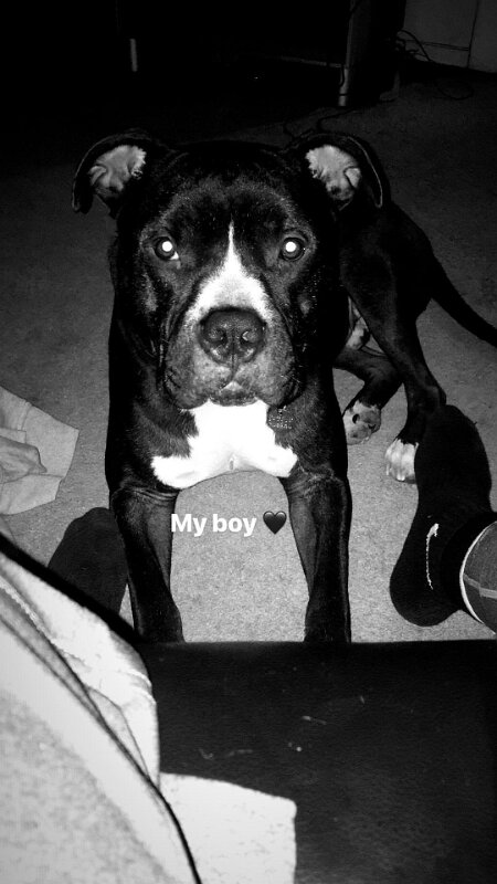 Joe D Marinez Pets (25)