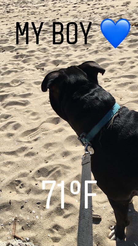 Joe D Marinez Pets (30)
