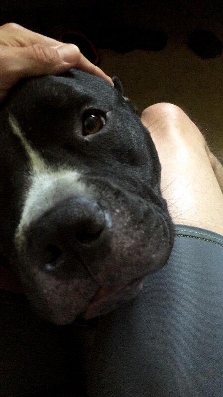 Joe D Marinez Pets (31)