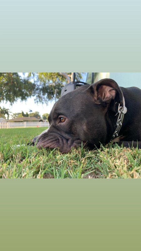 Joe D Marinez Pets (36)