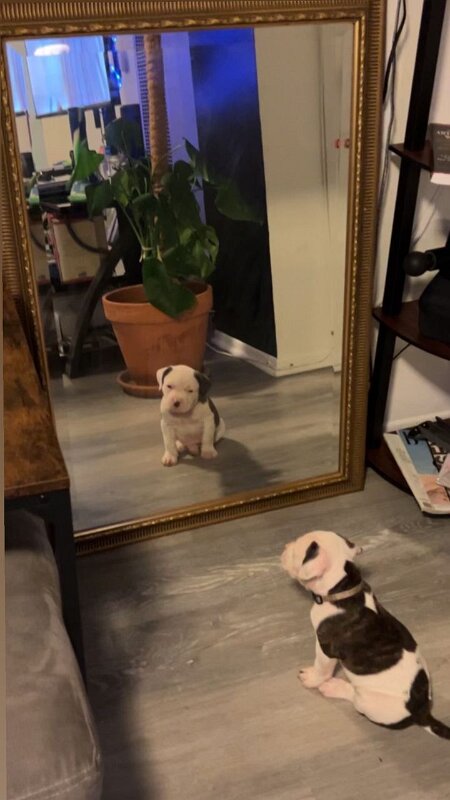 Joe D Marinez Pets (45)