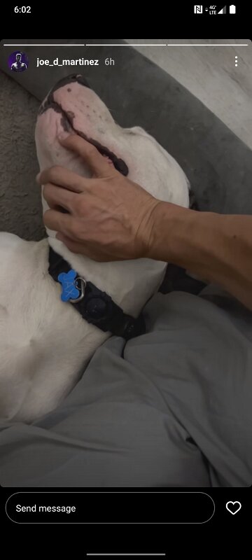 Joe D Marinez Pets (49)