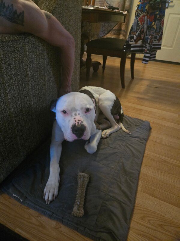 Joe D Marinez Pets (50)