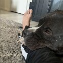 Oreo and and other Pets