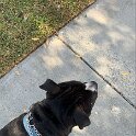 Joe D Marinez Pets (15)