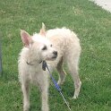 Joe D Marinez Pets (17)