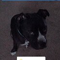Joe D Marinez Pets (23)