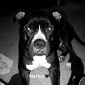 Joe D Marinez Pets (25)