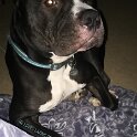 Joe D Marinez Pets (26)