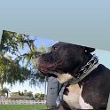 Joe D Marinez Pets (34)
