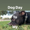 Joe D Marinez Pets (39)