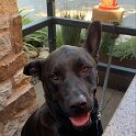 Joe D Marinez Pets (41)