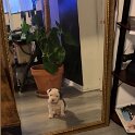 Joe D Marinez Pets (45)