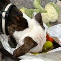 Joe D Marinez Pets (46)