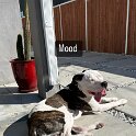 Joe D Marinez Pets (47)