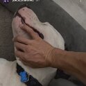 Joe D Marinez Pets (49)