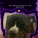 Joe D Marinez Pets (9)