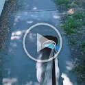 Joe D Martinez Pets V (13)