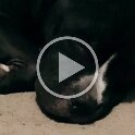 Joe D Martinez Pets V (17)