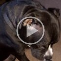 Joe D Martinez Pets V (2)