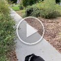 Joe D Martinez Pets V (21)