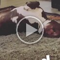 Joe D Martinez Pets V (31)