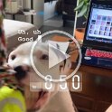 Joe D Martinez Pets V (35)
