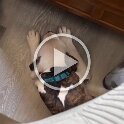 Joe D Martinez Pets V (36)