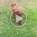 Joe D Martinez Pets V (40)