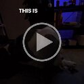 Joe D Martinez Pets V (43)