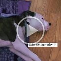 Joe D Martinez Pets V (45)
