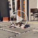 Joe D Martinez Pets V (46)