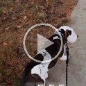 Joe D Martinez Pets V (47)