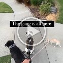 Joe D Martinez Pets V (49)