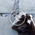 Joe D Martinez Pets V (52)