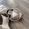 Joe D Martinez Pets V (54)