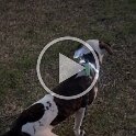 Joe D Martinez Pets V (56)