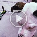 Joe D Martinez Pets V (57)