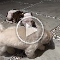 Joe D Martinez Pets V (59)