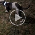 Joe D Martinez Pets V (62)