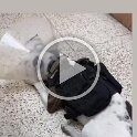 Joe D Martinez Pets V (66)
