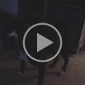 Joe D Martinez Pets V (7)