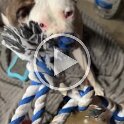 Joe D Martinez Pets V (70)